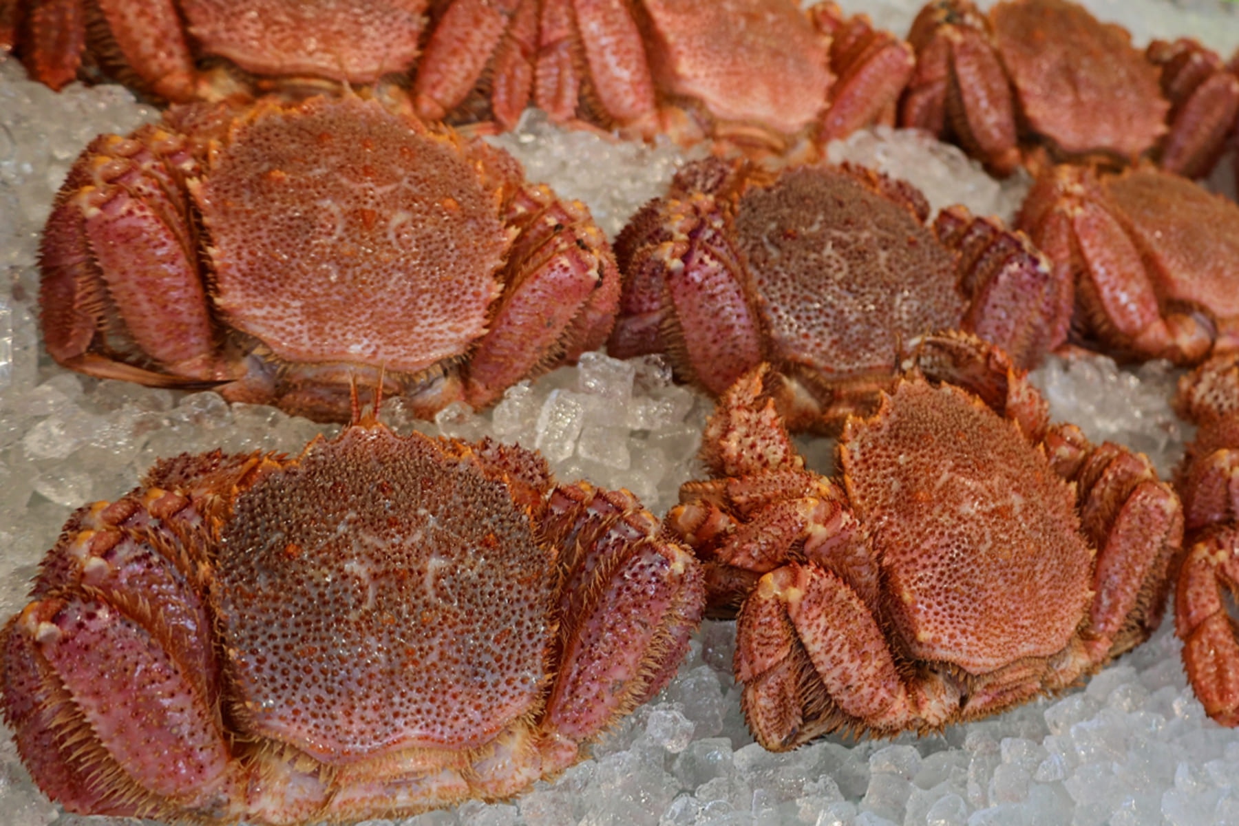 Frozen boiled hairy crab